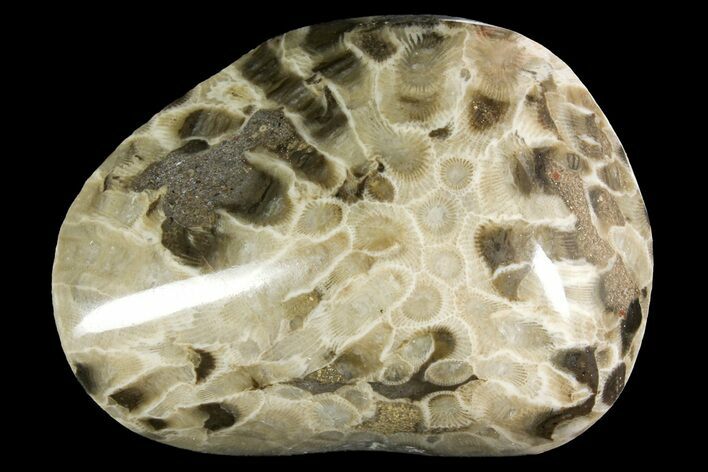 Polished Petoskey Stone (Fossil Coral) - Michigan #156152